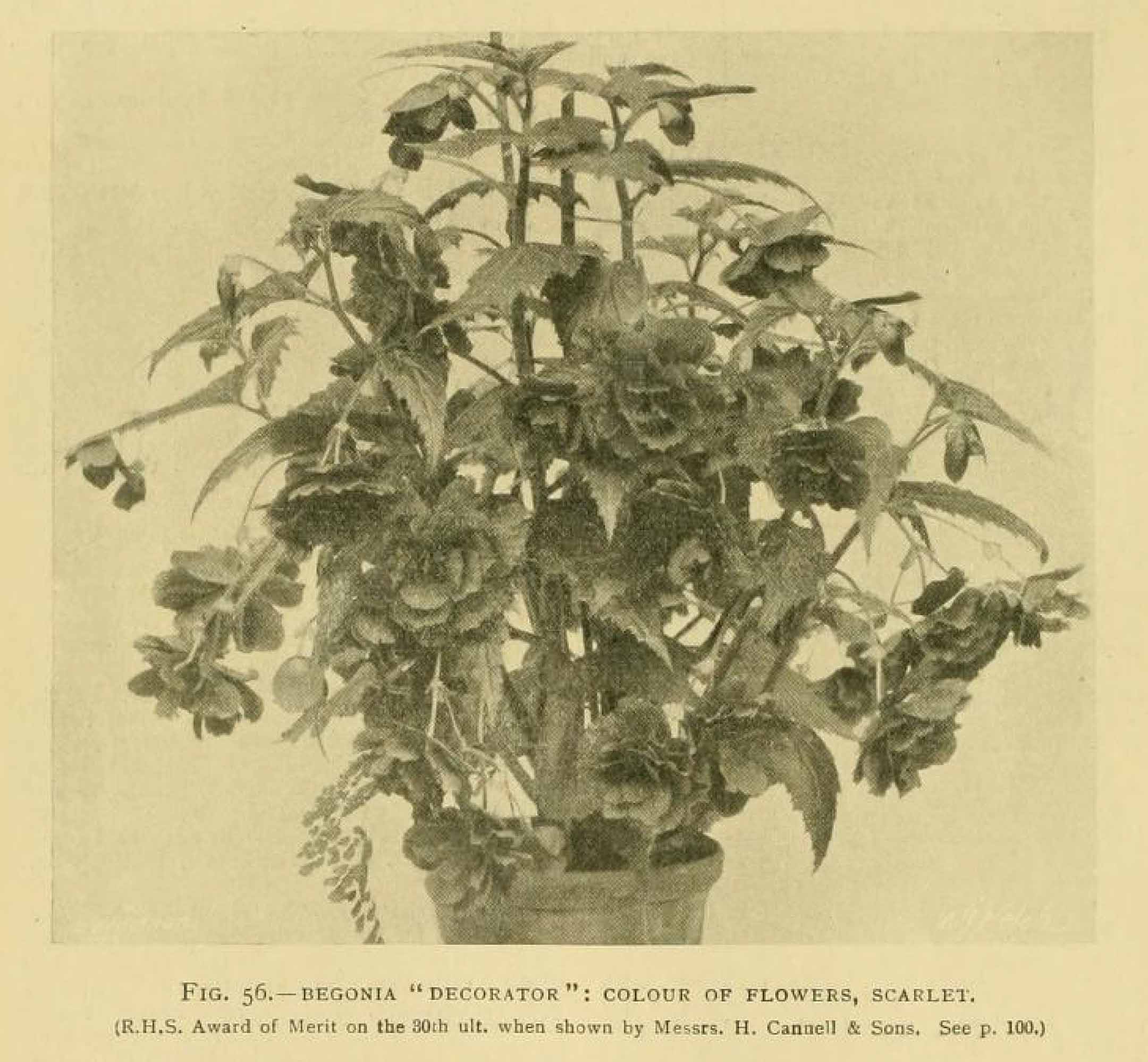 B. ‘Decorator’